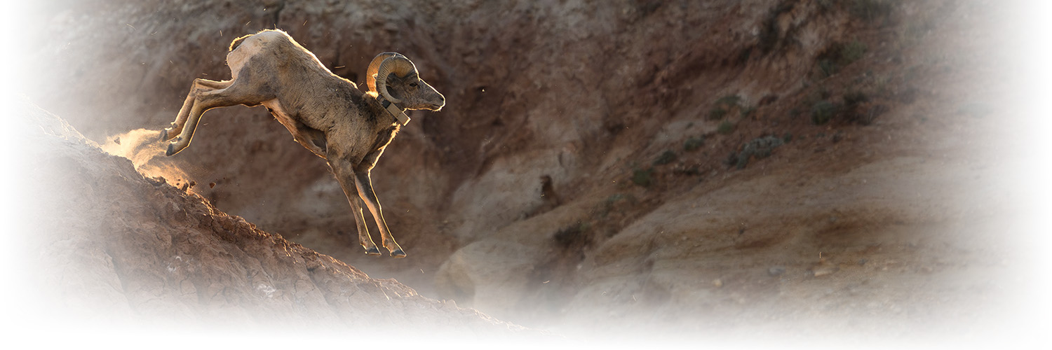 young sheep bounding down a ridge with a gps collar on